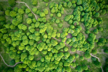 Green forest top-down view