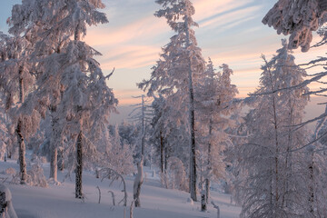 Winter snow-covered trees in the Ural mountains