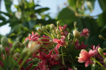 Chinese Honeysuckle