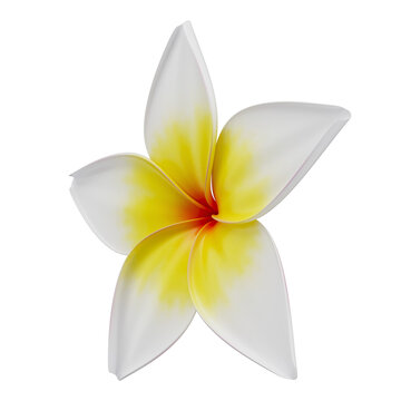 3D Tropical Flower Plumeria Rubra for Summer with Transparent Background