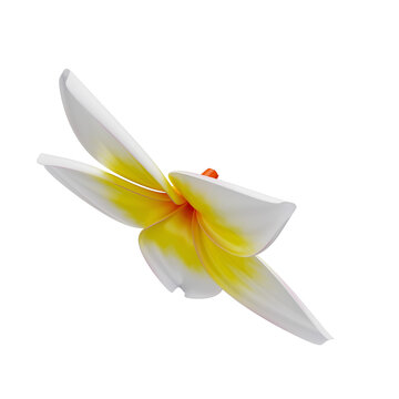 3D Tropical Flower Plumeria Rubra for Summer with Transparent Background