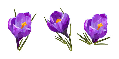 Colorful polygonal style design of blooming violet crocus flower. vector