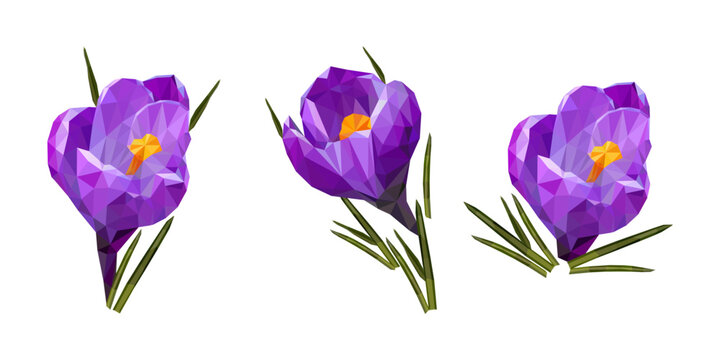 Colorful polygonal style design of blooming violet crocus flower. vector