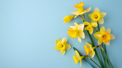 Beautiful fresh yellow daffodil flowers in full bloom on light blue background, close up. Space for text. Spring blossoms. Mother's day. Top view, flat lay.