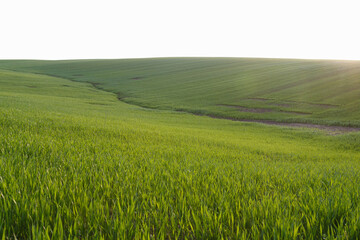 Young wheat field in early spring