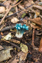 Young Phaeoclavulina cyanocephala, wild coral fungus in Sao Francisco de Paula - Serra Gaucha (South of Brazil)