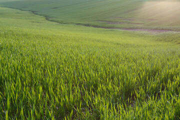 Young wheat field in early spring