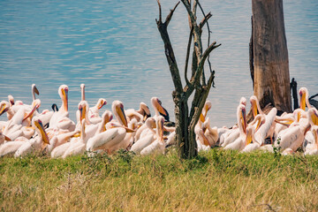 A flock of Great White Pelicans pelicans at Lake Nakuru National Park, Kenya