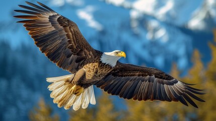 Obraz premium Majestic Bald Eagle in Flight: An awe-inspiring shot of a majestic bald eagle soaring gracefully against a backdrop of clear blue skies