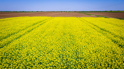 Rapeseed field, blooming canola flowers, bright yellow flowering