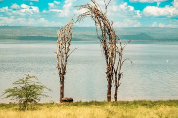 Crédence de cuisine en verre imprimé Parc national du Cap Le Grand, Australie occidentale A lone buffalo sleeping between two dead acacaia trees in Lake Nakuru National Park in Kenya