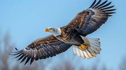 Obraz premium Majestic Bald Eagle in Flight: An awe-inspiring shot of a majestic bald eagle soaring gracefully against a backdrop of clear blue skies