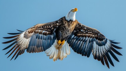 Fototapeta premium Majestic Bald Eagle in Flight: An awe-inspiring shot of a majestic bald eagle soaring gracefully against a backdrop of clear blue skies