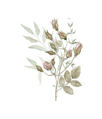 Watercolour floral illustration with green branches. Hand drawn bouquets of roses and eucalyptus branches