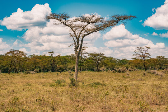 Landscapes with yellow barked acacia trees in Lake Nakuru National Park in Kenya