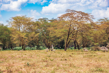 African landscapes with yellow barked acacia trees growing in the wild at Lake Nakuru National...