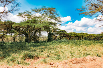African landscapes with yellow barked acacia trees growing in the wild at Lake Nakuru National Park, Kenya
