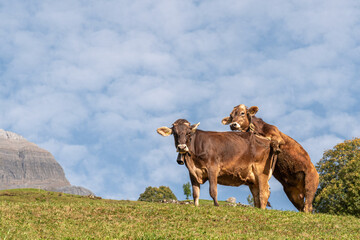 Two cows on a field amidst the Swiss Alps.
