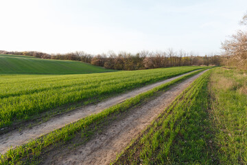 Countryside road through the spring wheat field