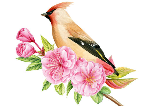 recommend clip art: Bird on a branch of sakura on isolated white background, waxwing watercolor painting illustration. Spring pink flowers