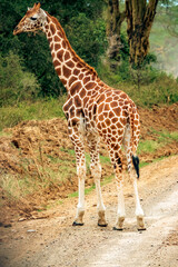 A rothschild giraffe in the wild at Lake Nakuru National Park, Kenya