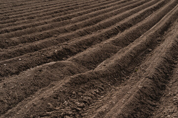 Agricultural field before planting at spring. Rows of soil prepared for planting crops.