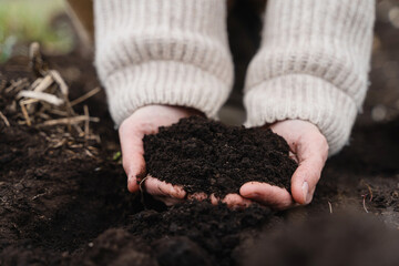 Hands of farmer showing black soil in agricultural field. Farmer holding in hands fresh fertile...
