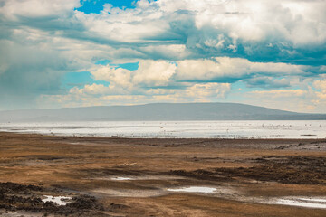 Scenic landscapes with trees and birds at Lake Nakuru National Park, Kenya
