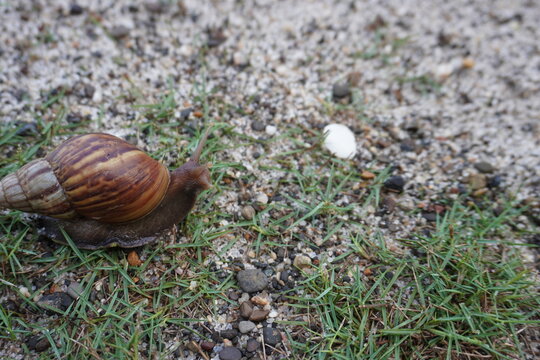 In order to survive, snails walk on sharp kusa grass.