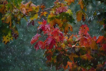 autumn leaves in the rain
