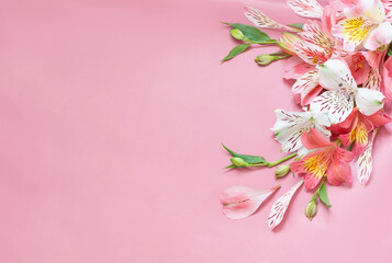 Fototapeta premium alstroemeria flowers on pink background