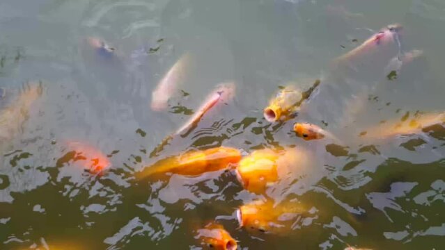 Red Nile tilapia in intensive culture pond. Oreochromis niloticus is freshwater fish,an African cichlid in Cichlidae family,one of the world's most important food fishes.