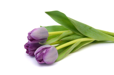 Obraz premium Colorful tulip flowers isolated on white 