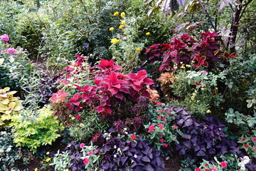 日本の横浜にある公園の秋の花壇の花など