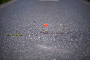 The miracle of nature. Most impossible places for flowering plants. A crack in the asphalt is enough for the red poppy