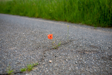The miracle of nature. Most impossible places for flowering plants. A crack in the asphalt is...