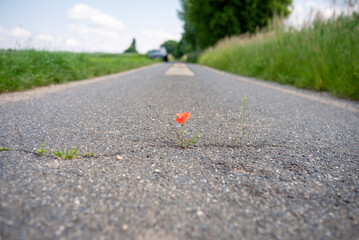 The miracle of nature. Most impossible places for flowering plants. A crack in the asphalt is enough for the red poppy