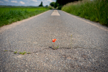 Red blooming poppy thrives in a crack on the asphalt path under adverse conditions. Climate...
