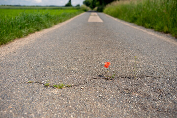 The miracle of nature. Most impossible places for flowering plants. A crack in the asphalt is...