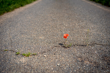 Nature is stronger and is reclaiming human ways. Diversity in nature must be promoted.