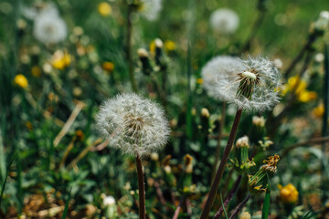 Field with dandelions blown away by the wind
