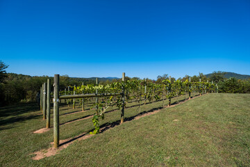 Obraz premium Green Grapevines Growing on a Hillside in the Mountains of a Sunny Day