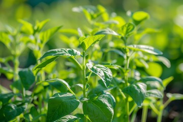 Obraz premium Vibrant green leaves emerge from the fertile soil, as a seed plant thrives in the bountiful garden, showcasing the beauty of nature's growth and abundance