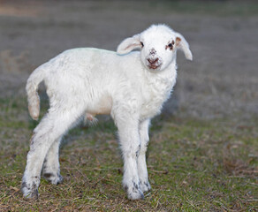 White sheep lamb on a paddock in a rural region of North Carolina near the city of Raeford.