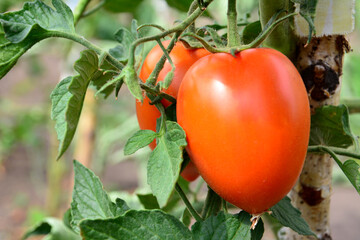 red oval tomatoes hanging on the plant close up copy space - Powered by Adobe