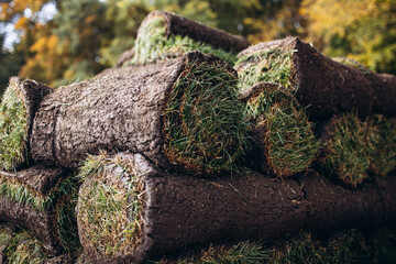 Natural rolled lawns prepared for laying