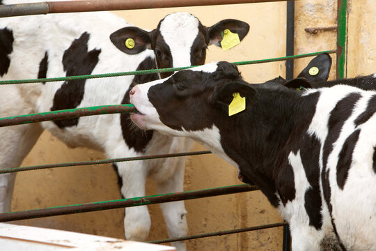 a photo of a calf gnawing on a fence in a pen. The topic of dairy production, animal husbandry, animal care, agriculture