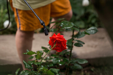 Close-up of the tip of the pesticide sprayer. An elderly woman sprays a stream of chemicals on...