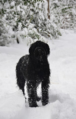 light giant schnauze, friendly dog ​​in the snow with