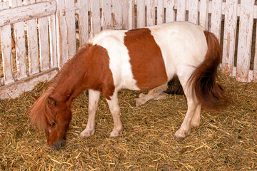 Small young pony horse grazes hay inside farm enclosure